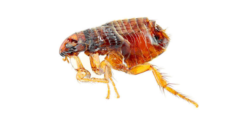 Get Rid Of Fleas Fast Flea Removal Essex Pest Id Pest Control
