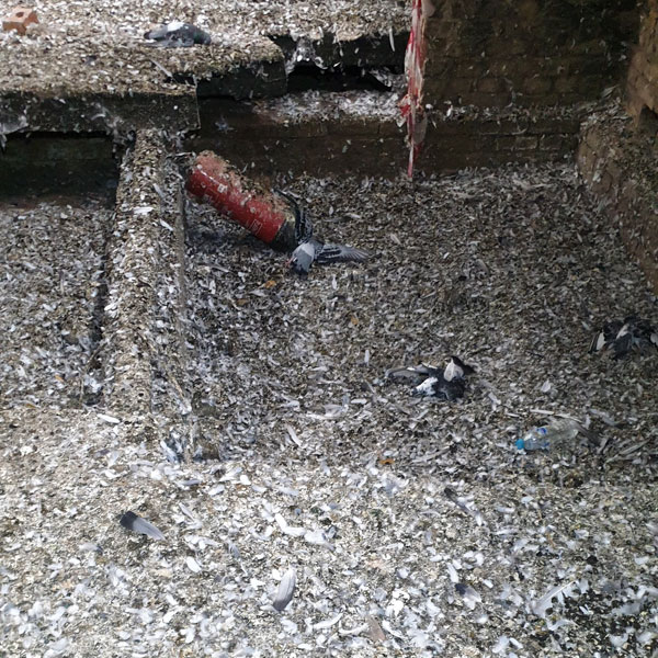 a floor covered in pigeon droppings