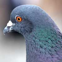 pigeon