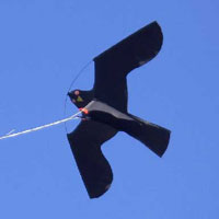 hawk kite