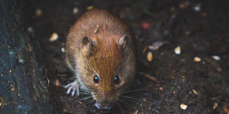 mice removal oakham