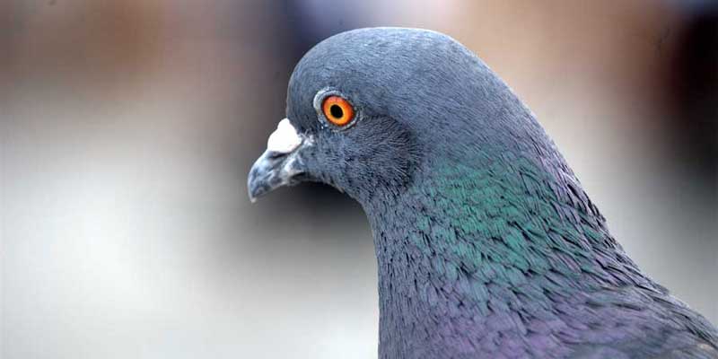 get rid of pigeons in oakham