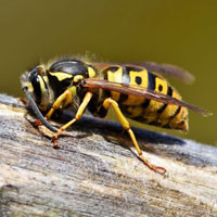a wasp