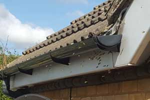 a swarm of wasps hovering by the eaves of a house