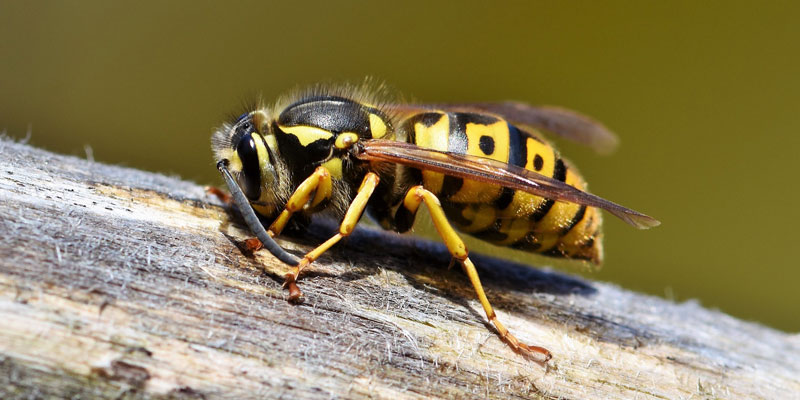 a wasp