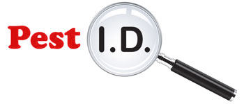 Pest ID - get rid of pests fast