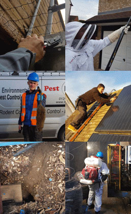 montage of pictures showing Pest ID technicians hard at work