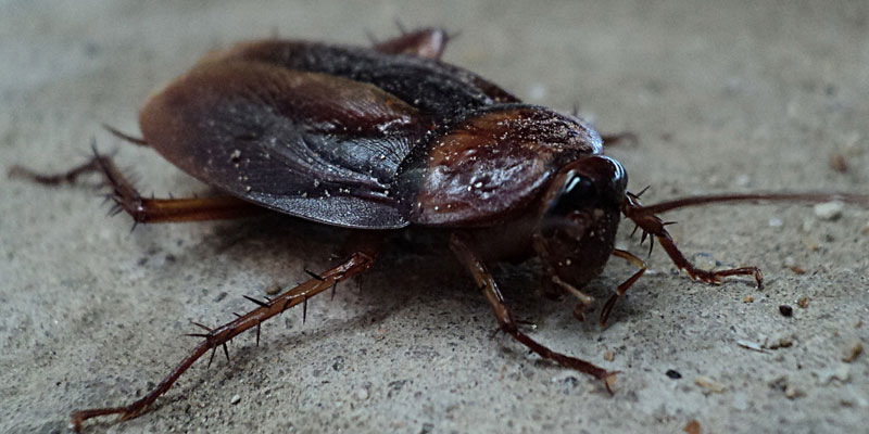 a cockroach