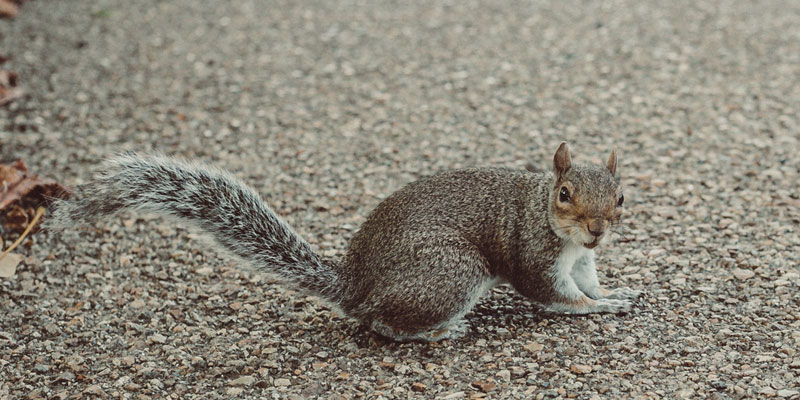 a squirrel