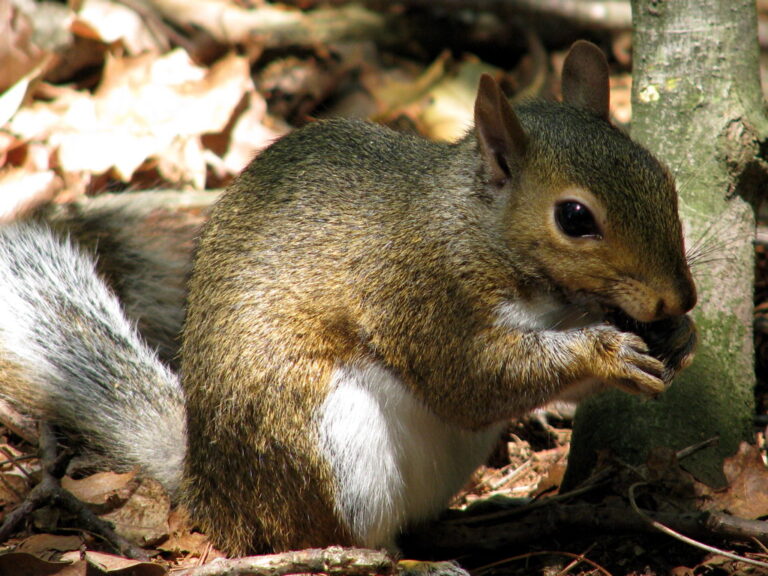 Squirrel eating nut in forest