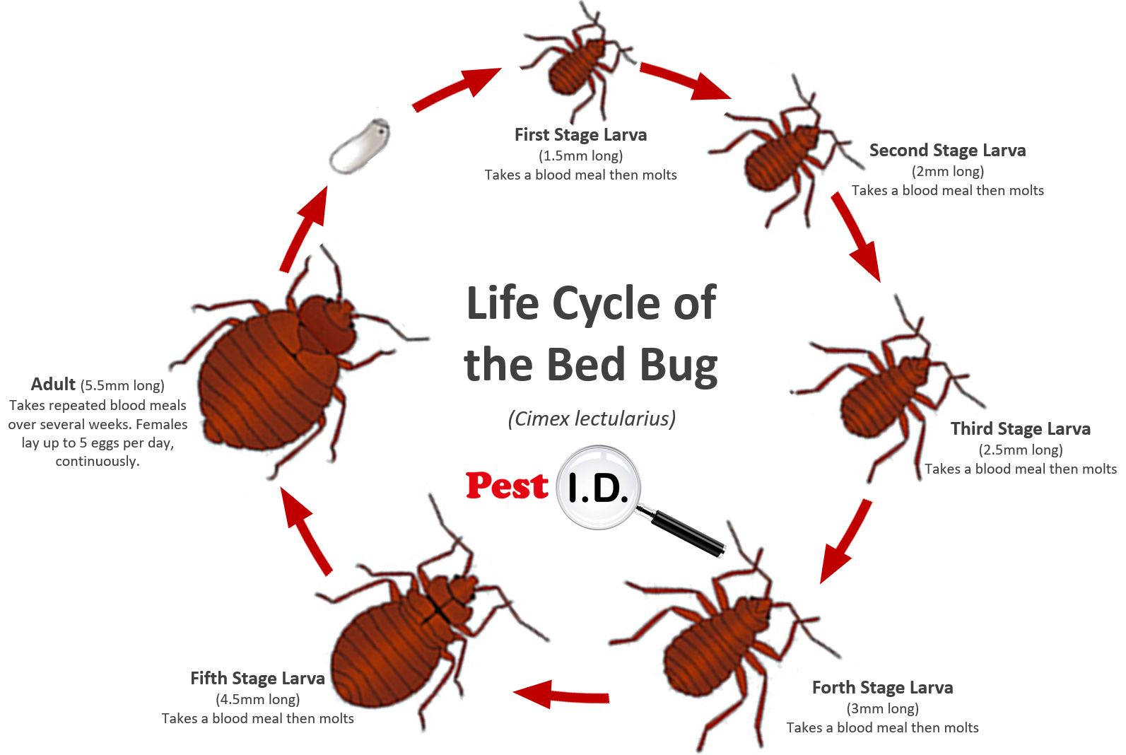 Bed Bug Lifecycle