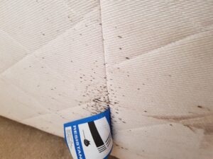 Bed Bug Stains on Matress