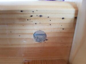 Bed Bug Stains on Wood