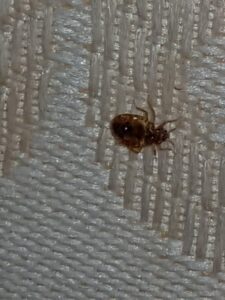 Bed Bug Up Close