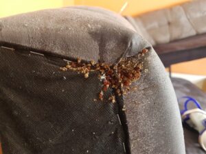 Bed Bugs on Sofa