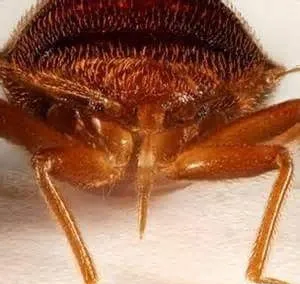 Close-up of bed bug