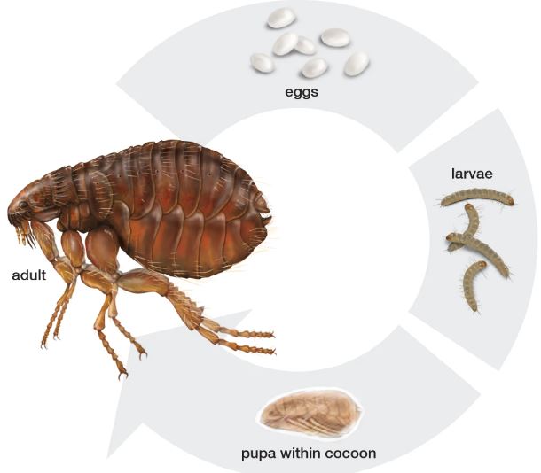 Diagram of a flea lifecycle