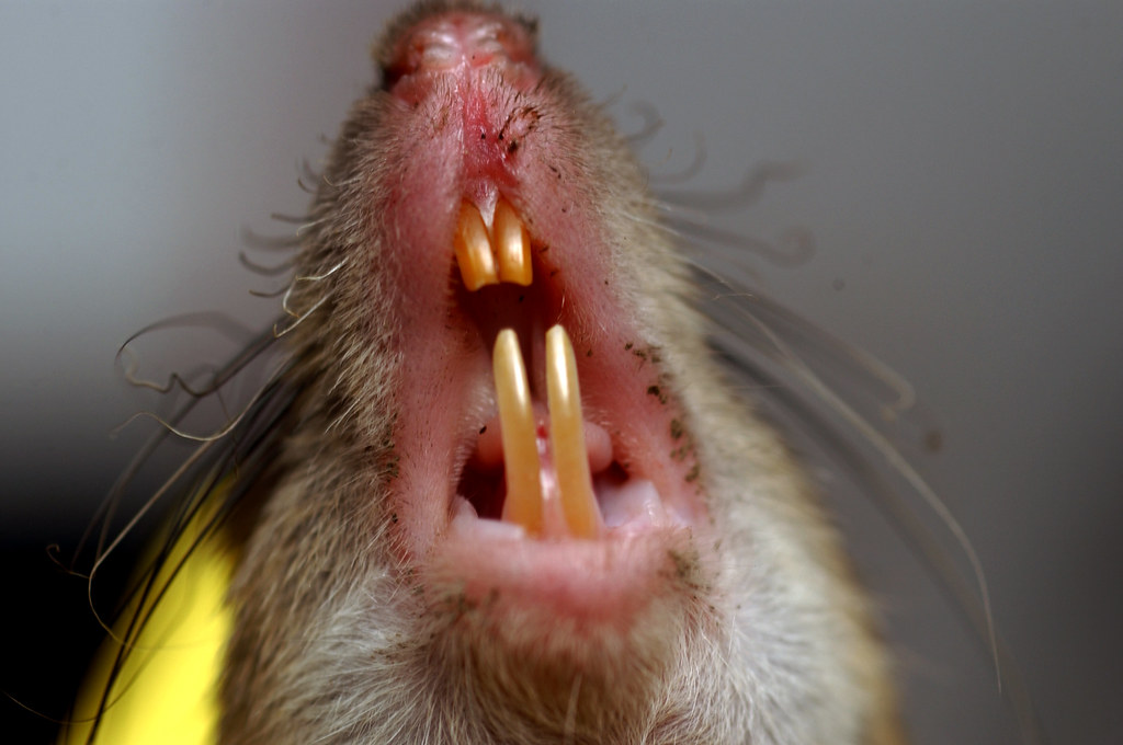 close-up of field rat baring yellow teeth