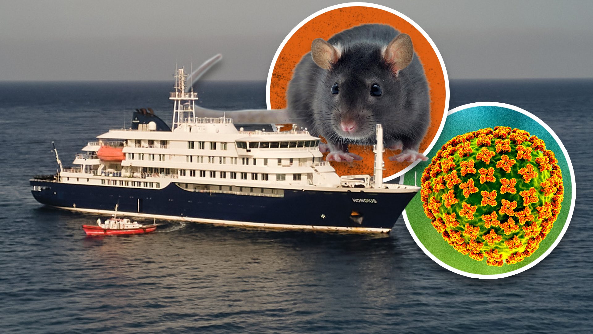 Hantavirus Rodent Cruise Ship Virus