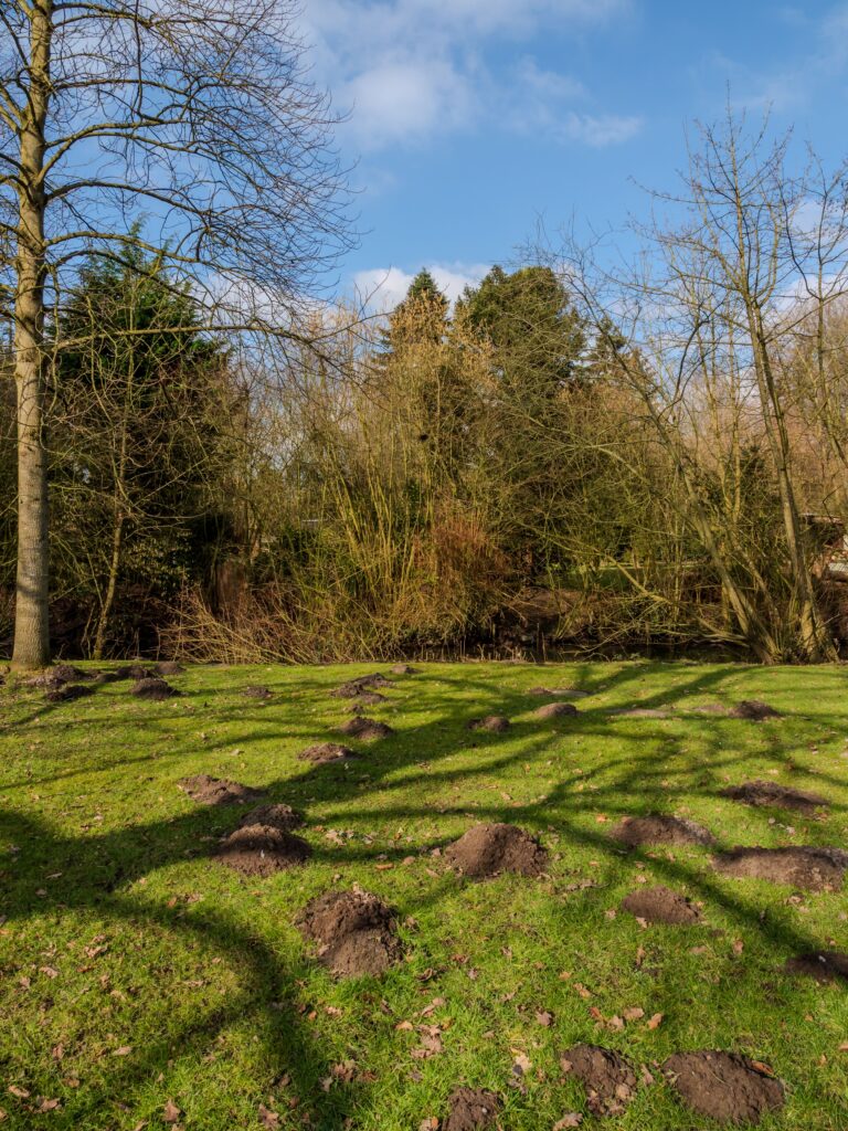 Mole HIlls in a Field
