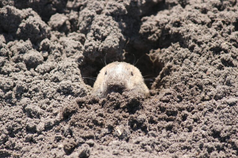Mole looking out from a dug up mole hill