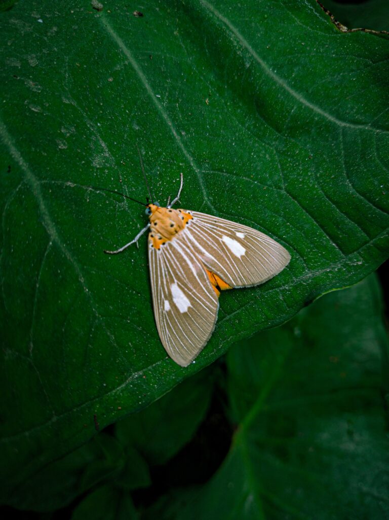Moth on a leaf
