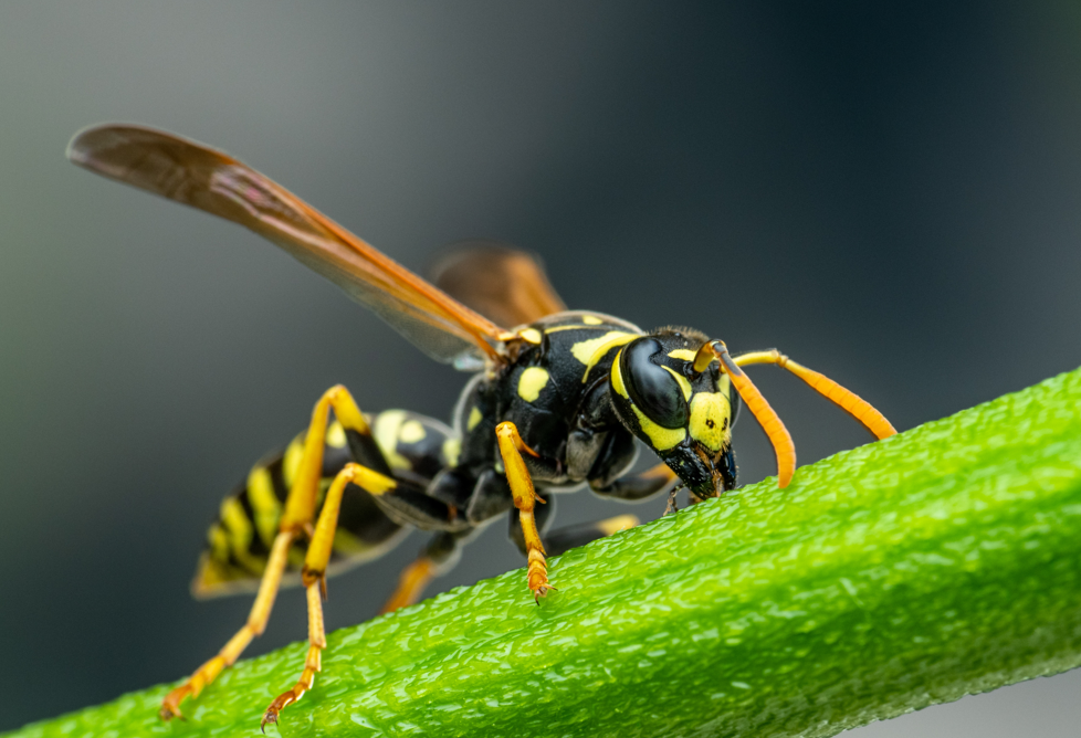 Wasp