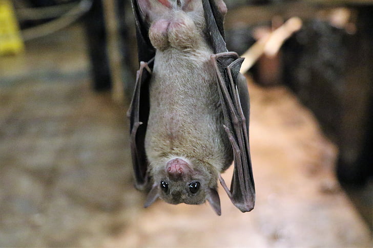 fruit bat hanging upside down outdoors