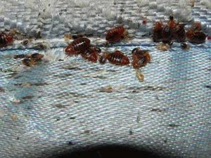 an infestation of bed bugs on a mattress