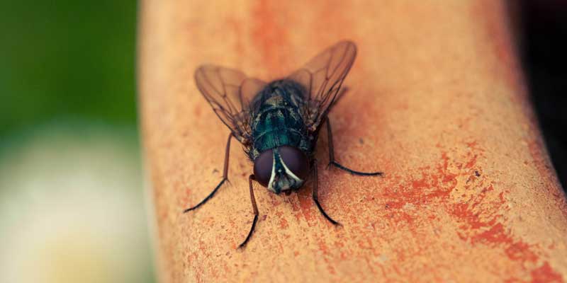 a black fly