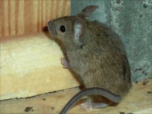 a brown mouse