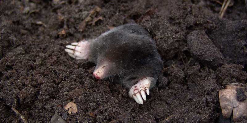 a mole