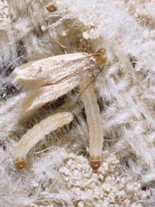 carpet moths