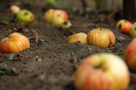 fallen apples on the ground