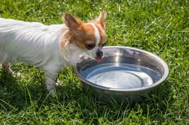 a chihuahua by a water dish on the lawn