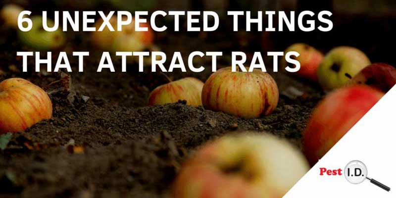 banner: 6 unexpected things that attract rats