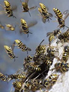 wasps entering their nest