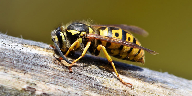wasp nest removal essex