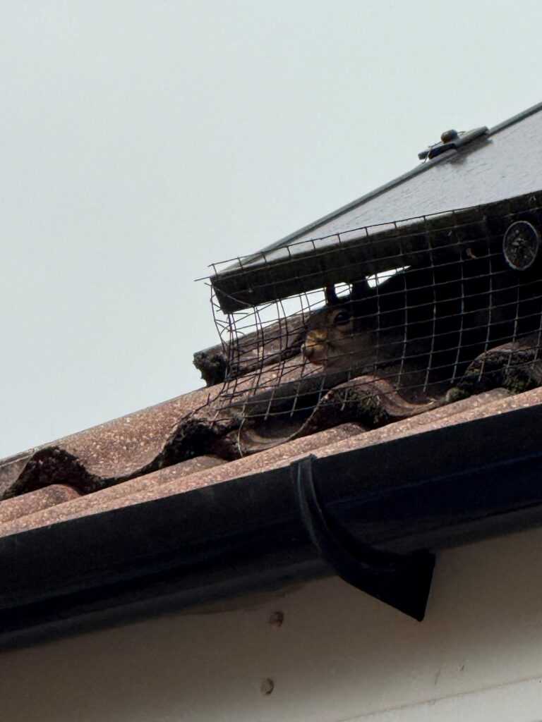 Squirrel underneath Solar Panel Installation Mesh