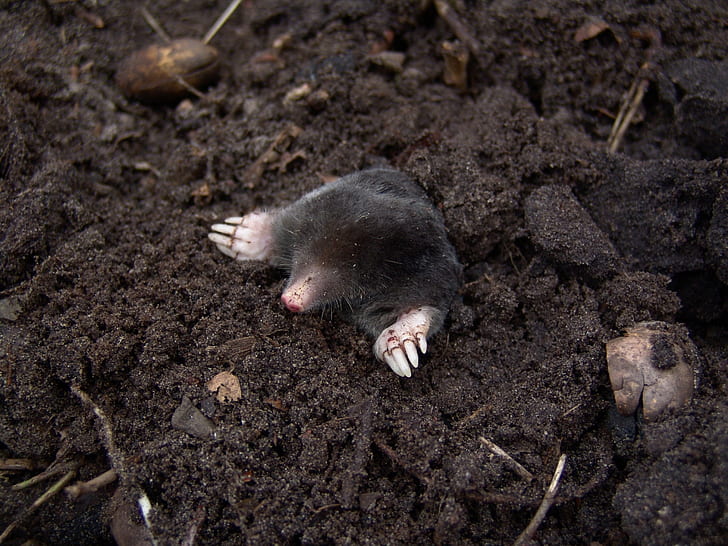 mole digging out of brown soil