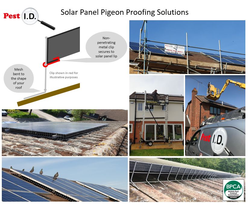 pest id squirrel proofing solar panels