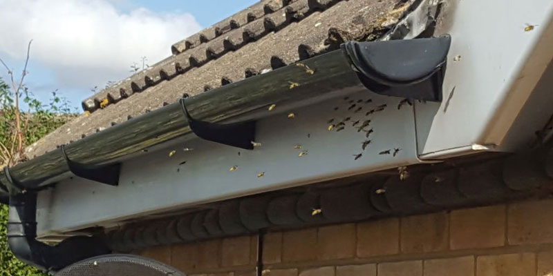 a swarm of wasps hovering by the eaves of a house