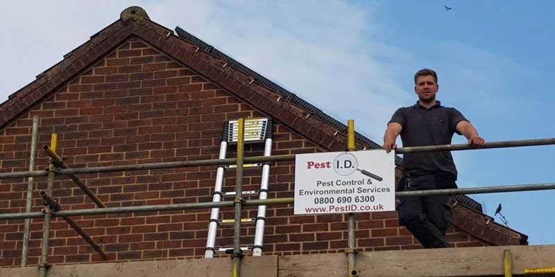 pest id technician working on the scaffolding