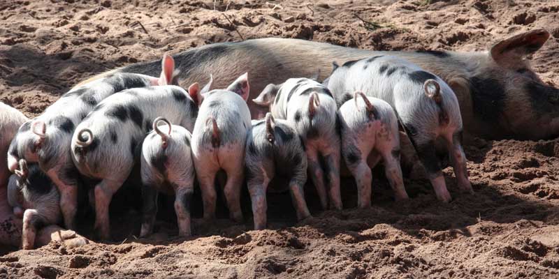 8 gloucester old spot piglets suckling on their mother