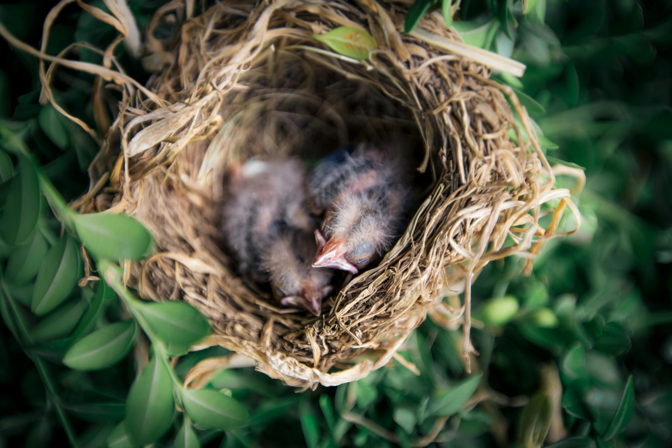 Bird chick sleeping in a nest