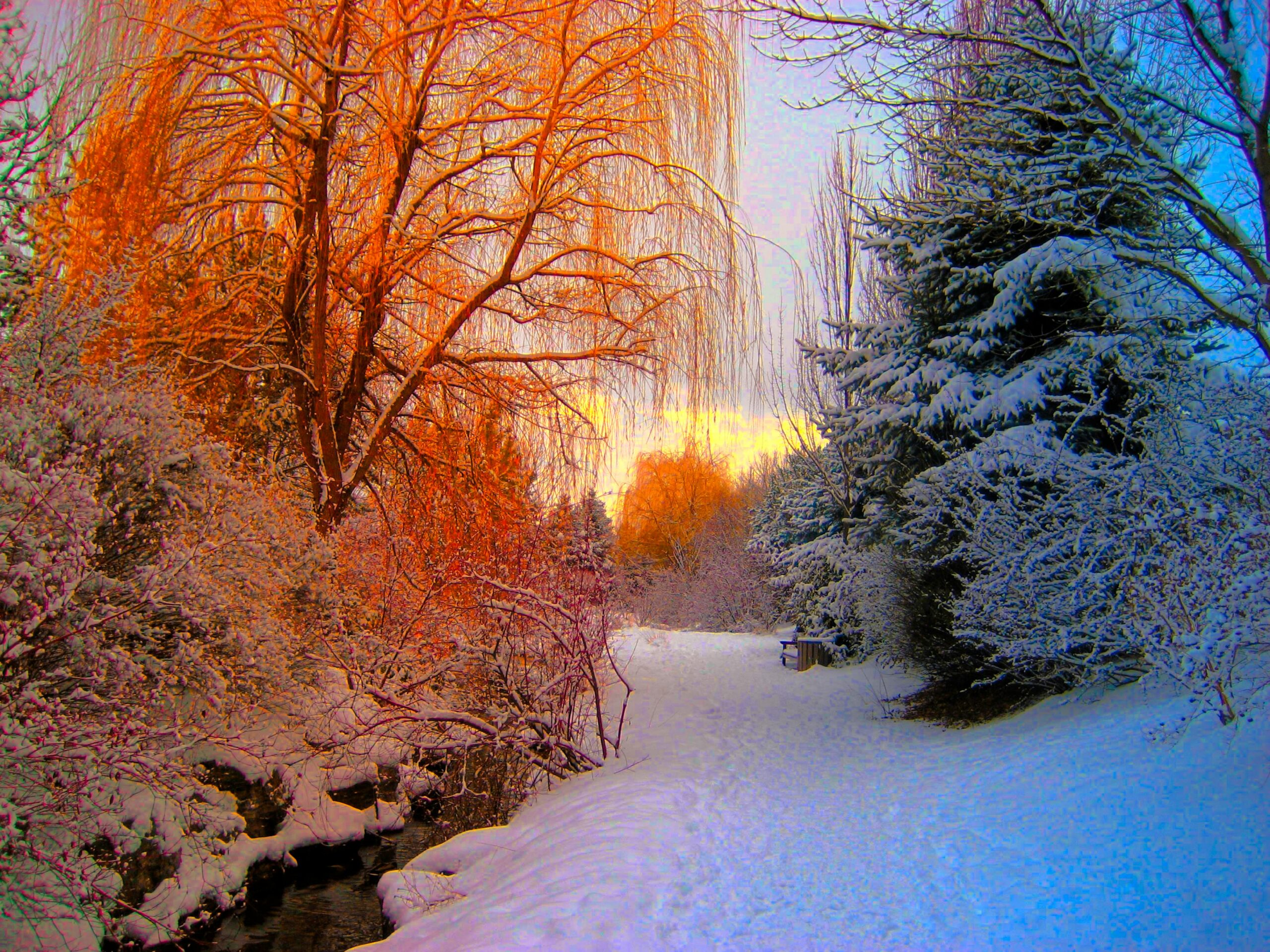 Snowy Forest represents with both autumn and winter-affected trees