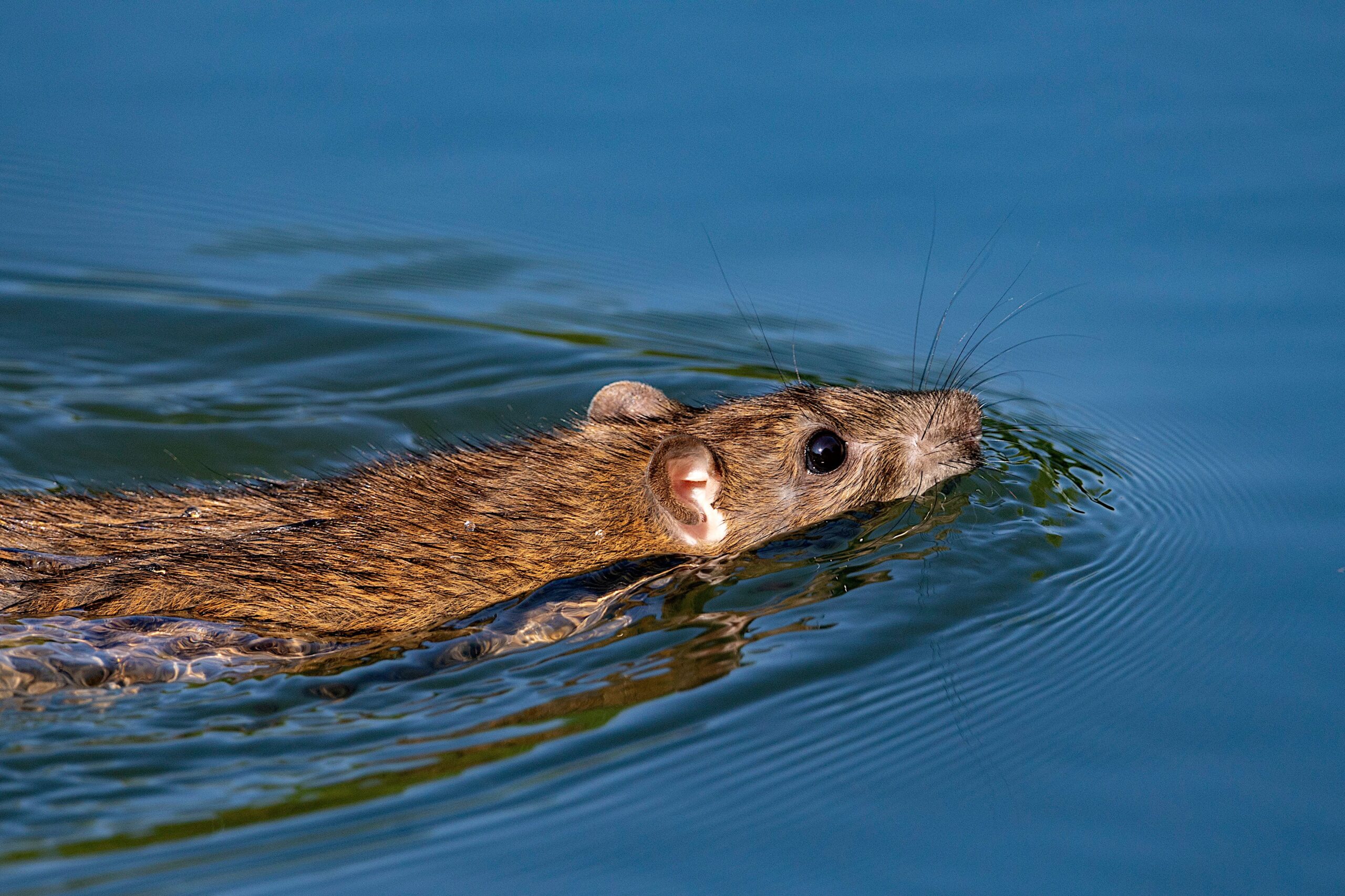 Rodent Swimming on Water Close-Up Photo