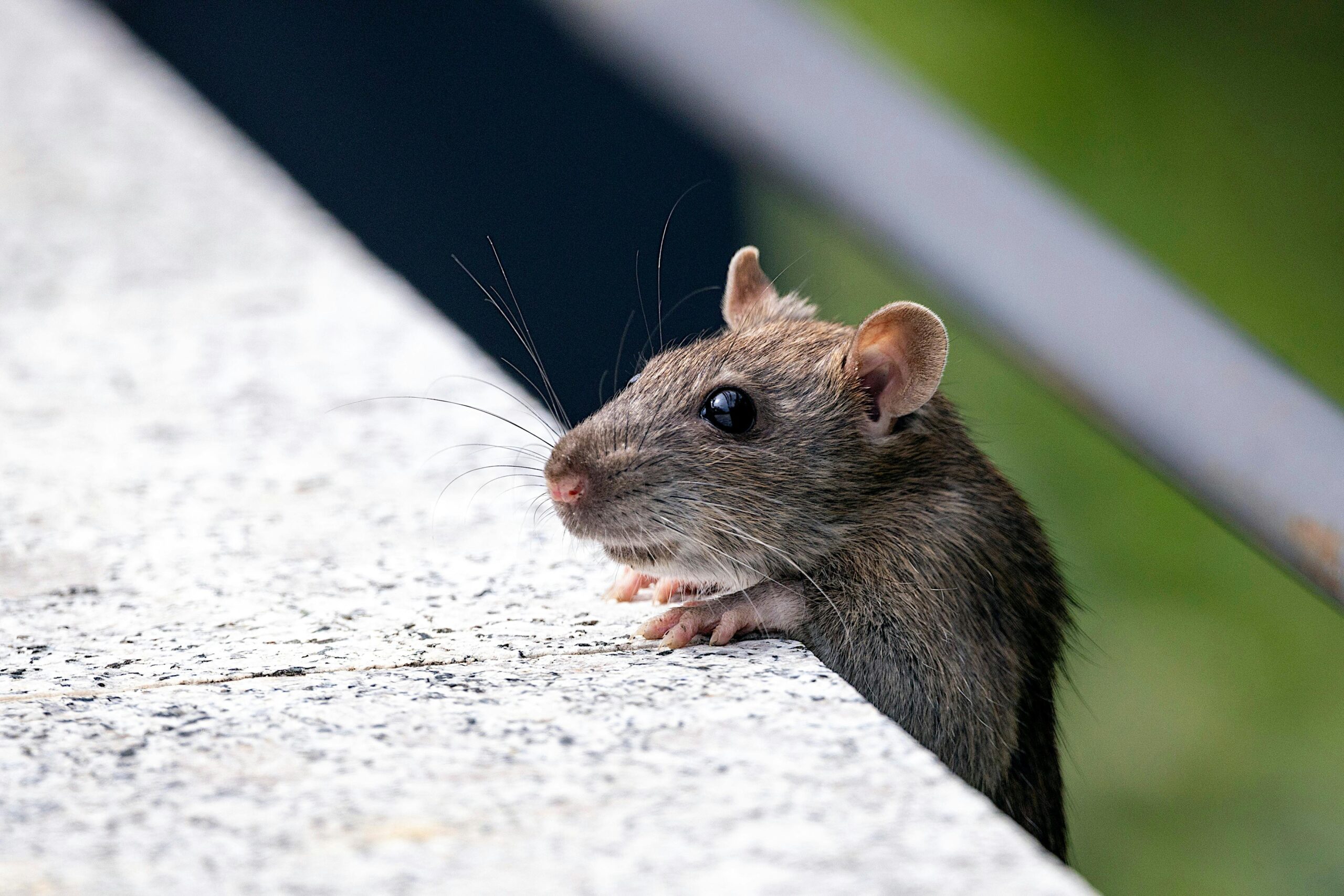 mouse hanging over wooden ledge