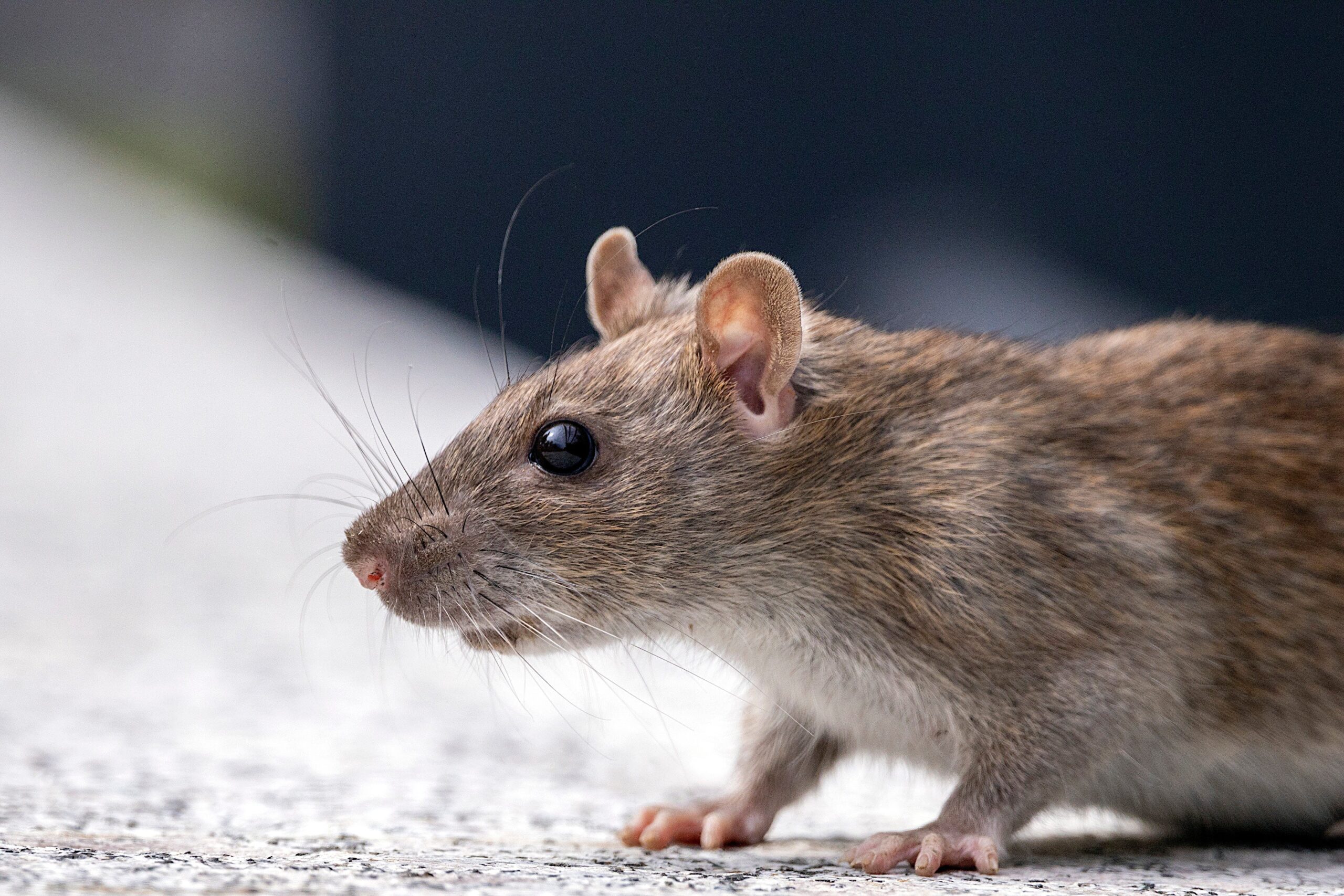 Close-up of a Rat