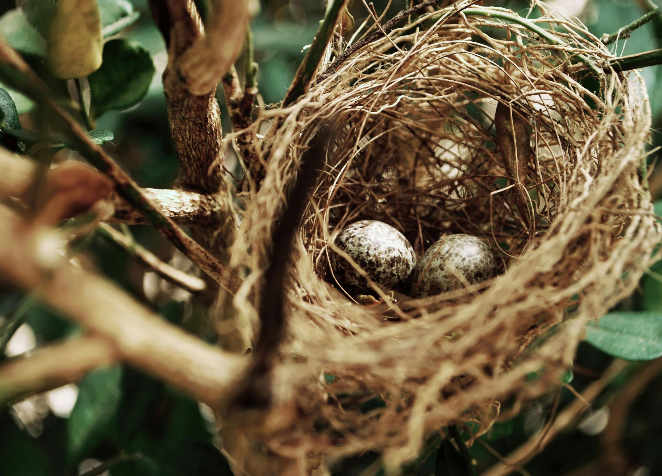 A Wild Bird Nest with Two Eggs